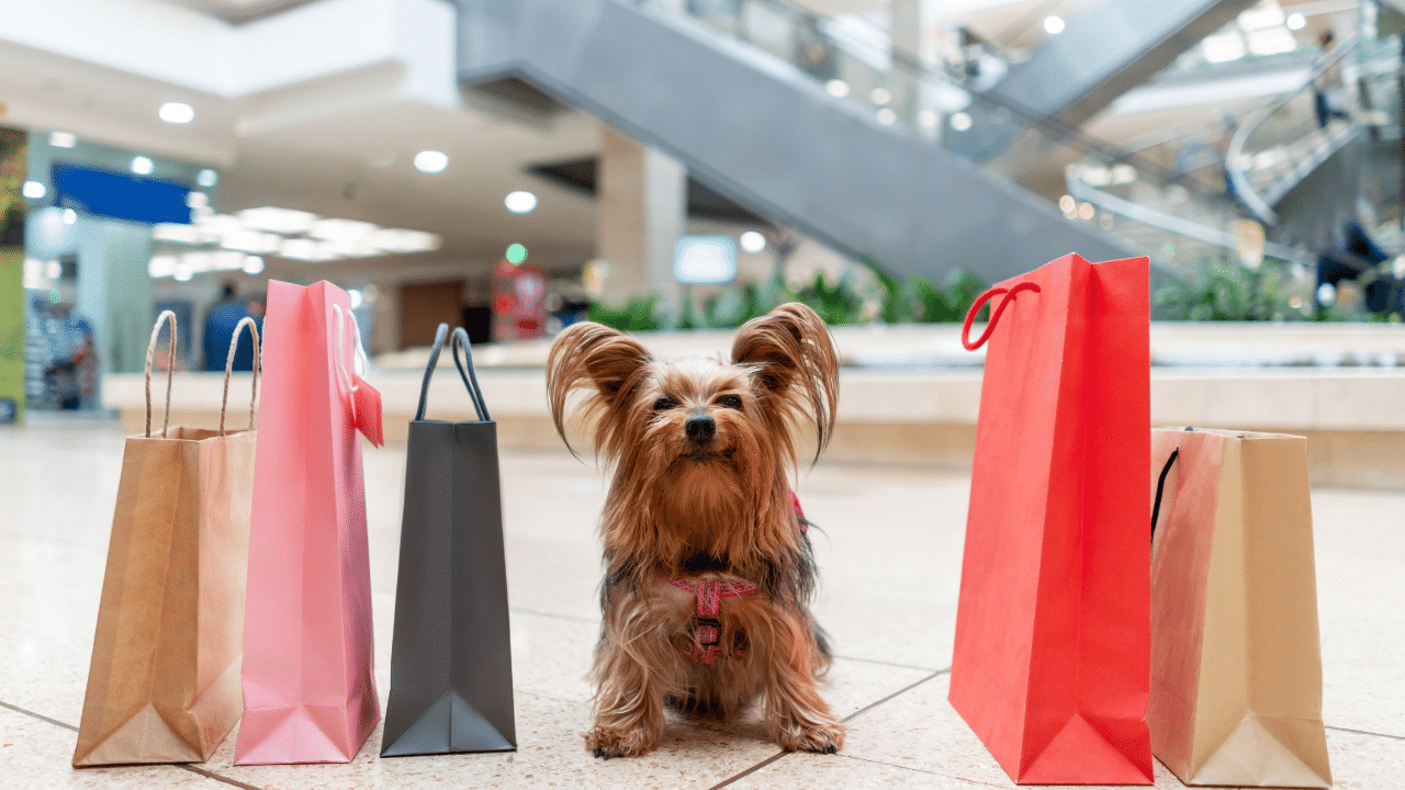 Dog in dog-friendly mall